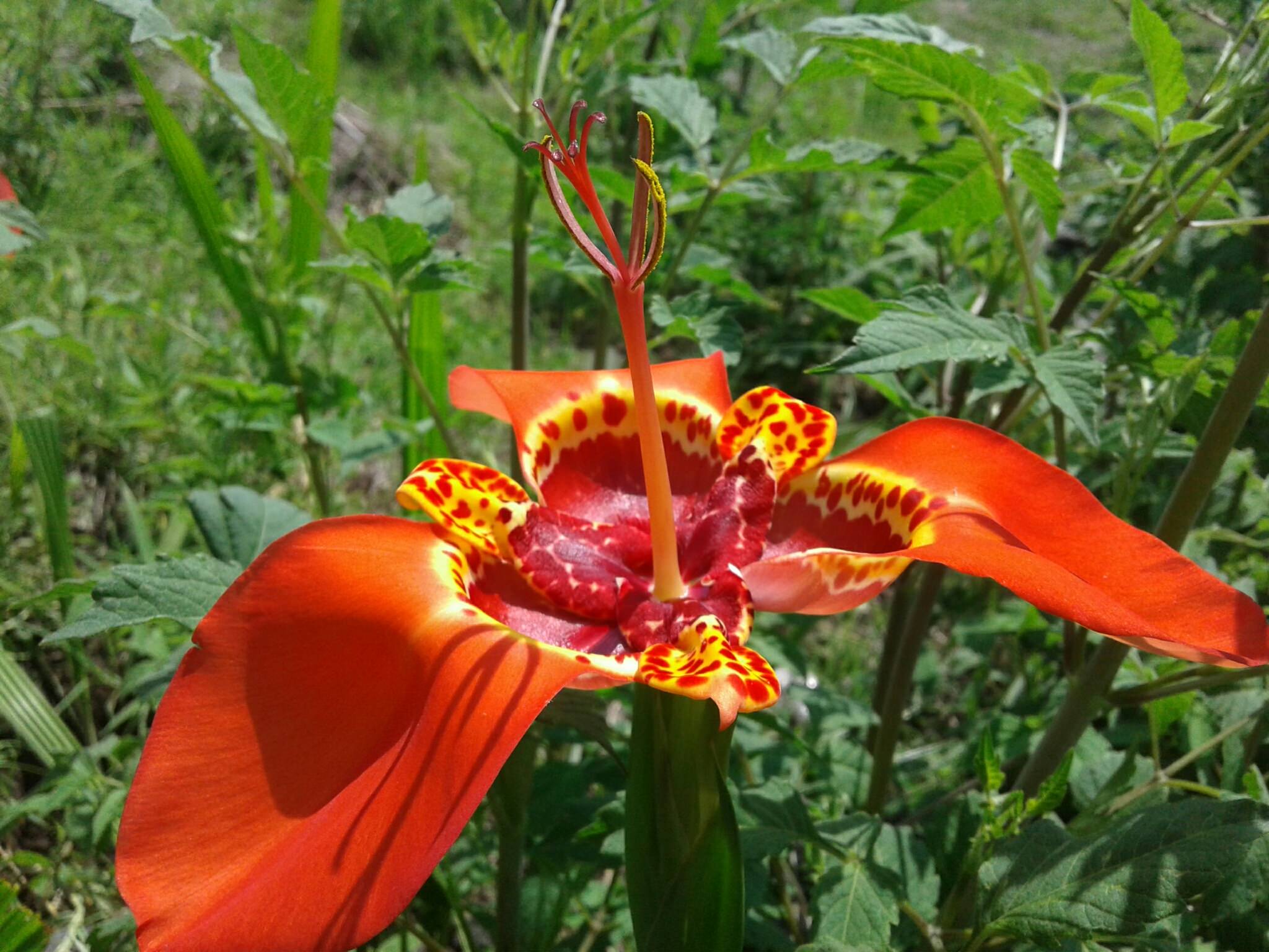 Tigridia pavonia